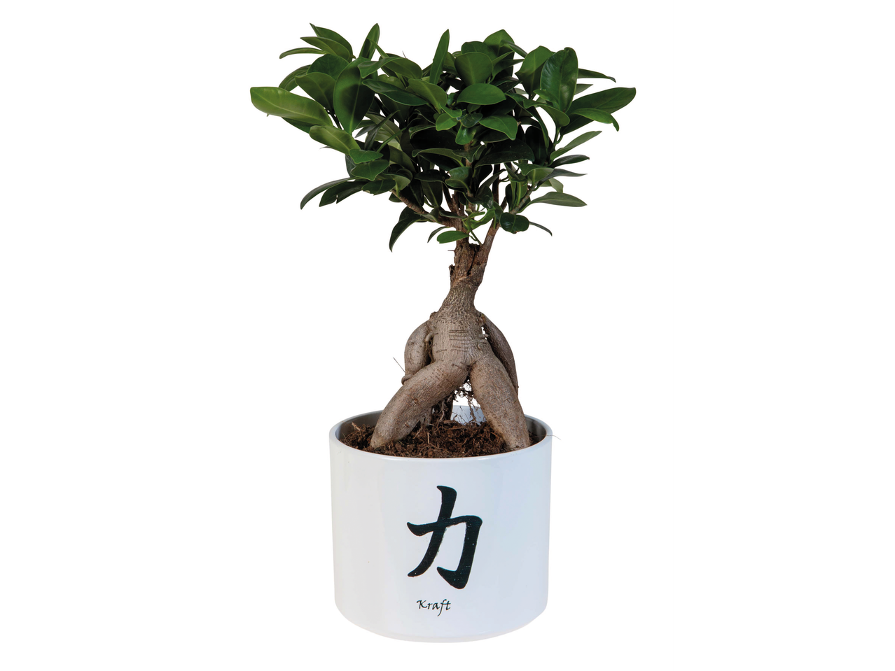 Un bonsai într-un ghiveci alb cu cuvântul 'Kraft'.