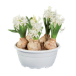 White hyacinths in a white planter, showcasing the bulbs and green leaves.