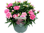 A potted plant with numerous pink flowers and buds, labeled 'Dianthus Megan'.
