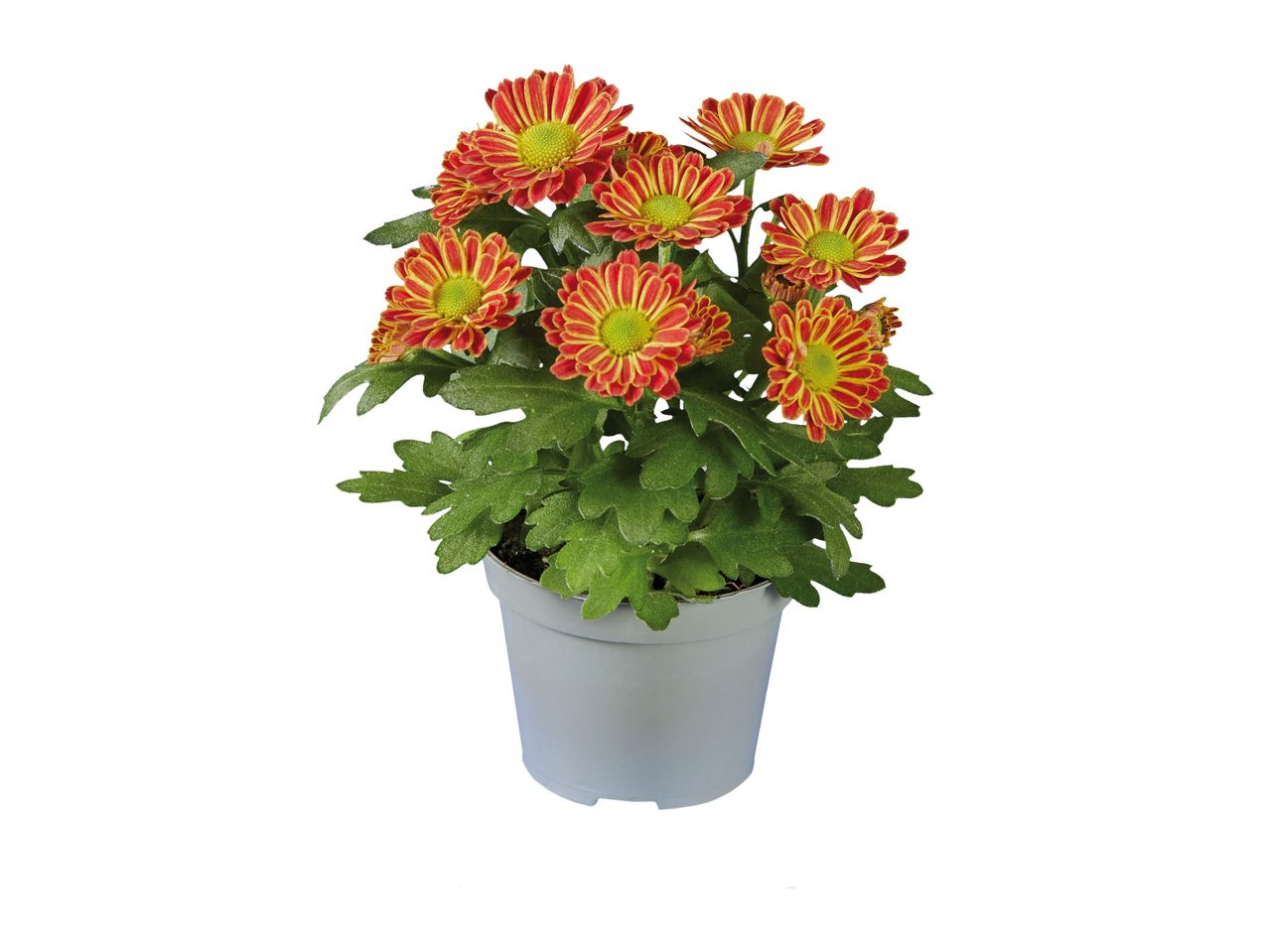 Artificial orange chrysanthemum plant in a small white pot.