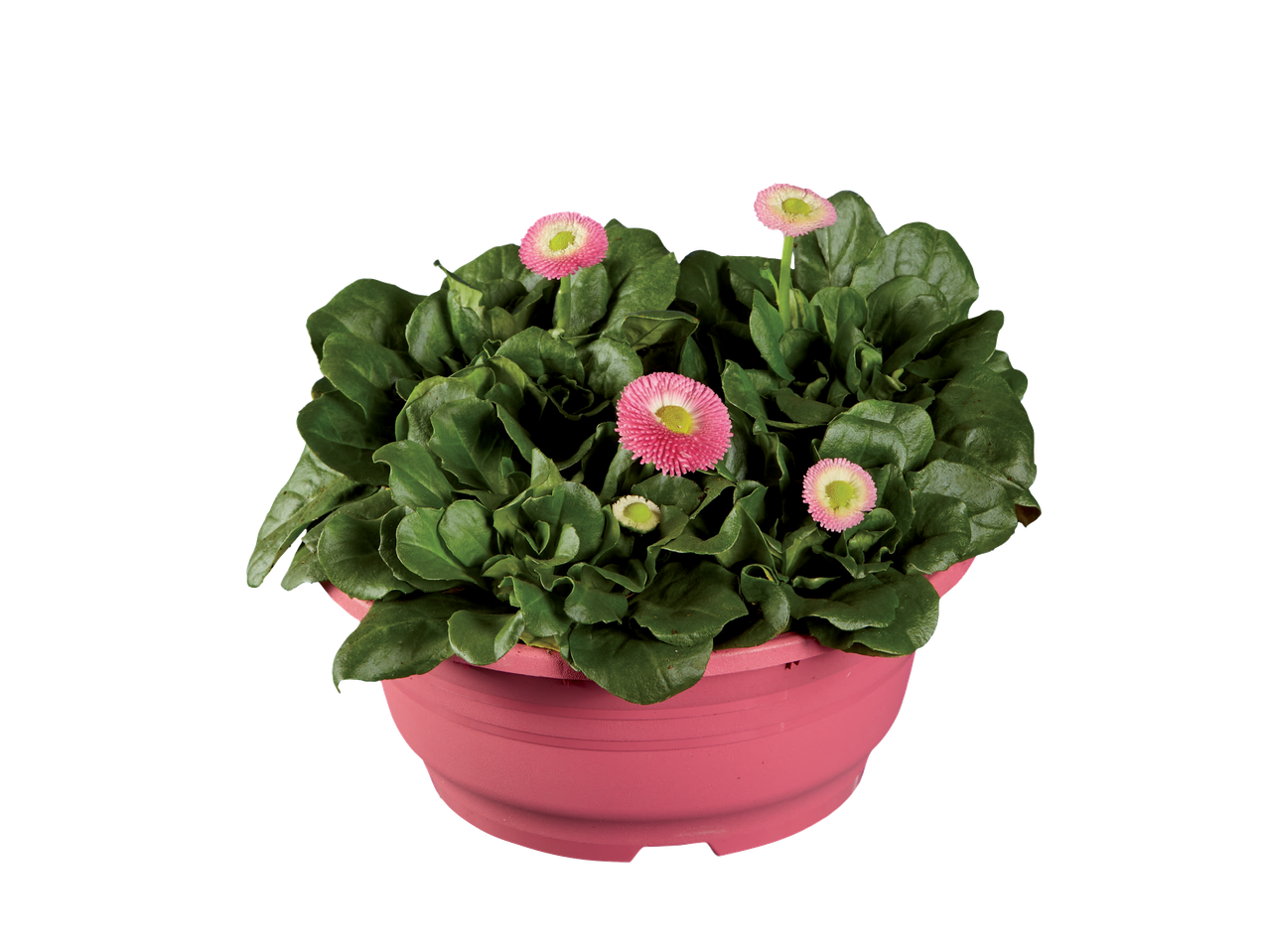 Pretty daisies in a pink pot.