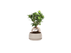 Bonsaï Ficus Ginseng en pot blanc sur fond noir