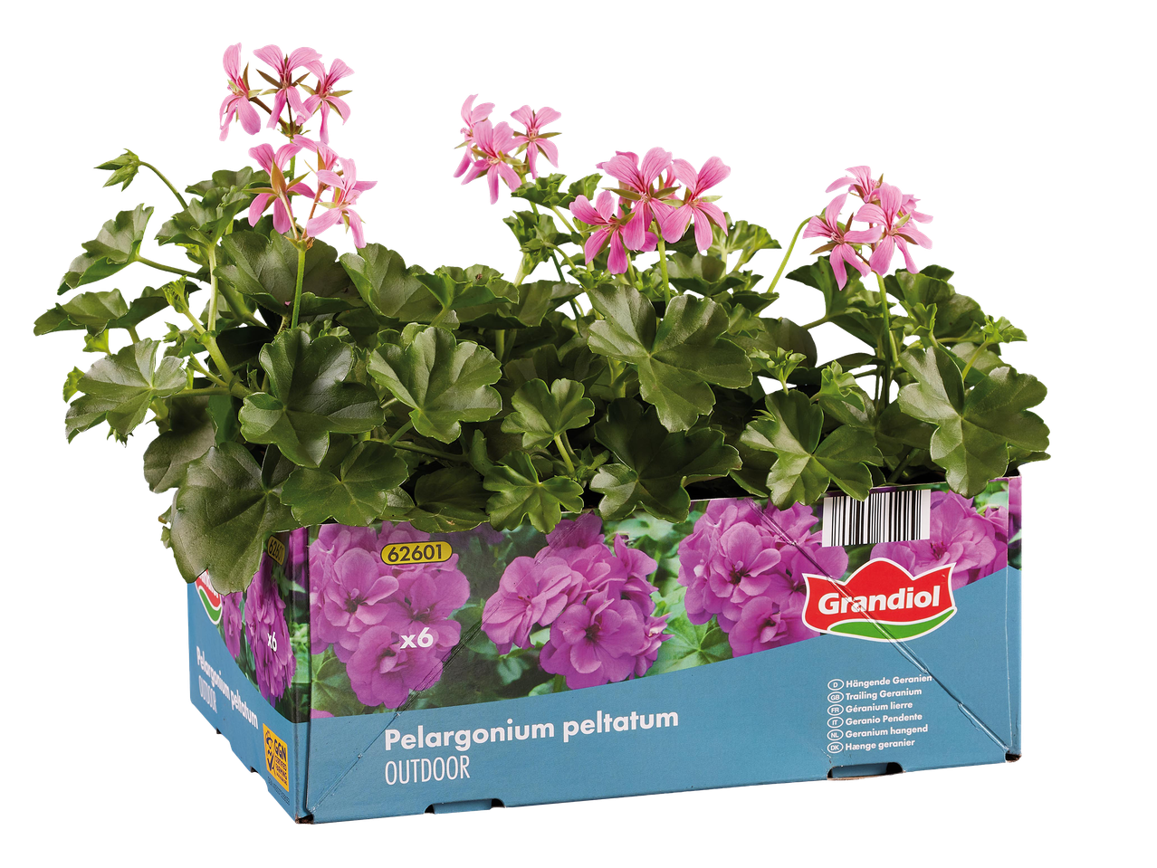 Rózsaszín muskátli virágok kék dobozban, „Pelargonium peltatum OUTDOOR” felirattal.