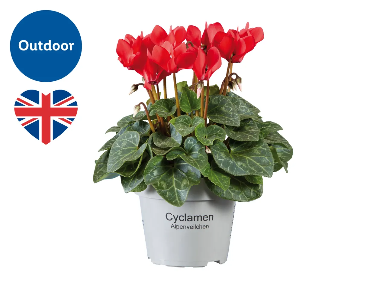 Red outdoor cyclamen plant in a grey pot with a Union Jack heart icon.