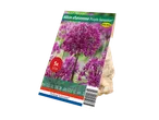 Allium aflatunense 'Purple Sensation' bulb package with 5 bulbs.