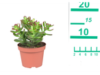 Crassula ovata plant in a pot.