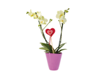 Orquídea em vaso roxo com decoração de coração vermelho