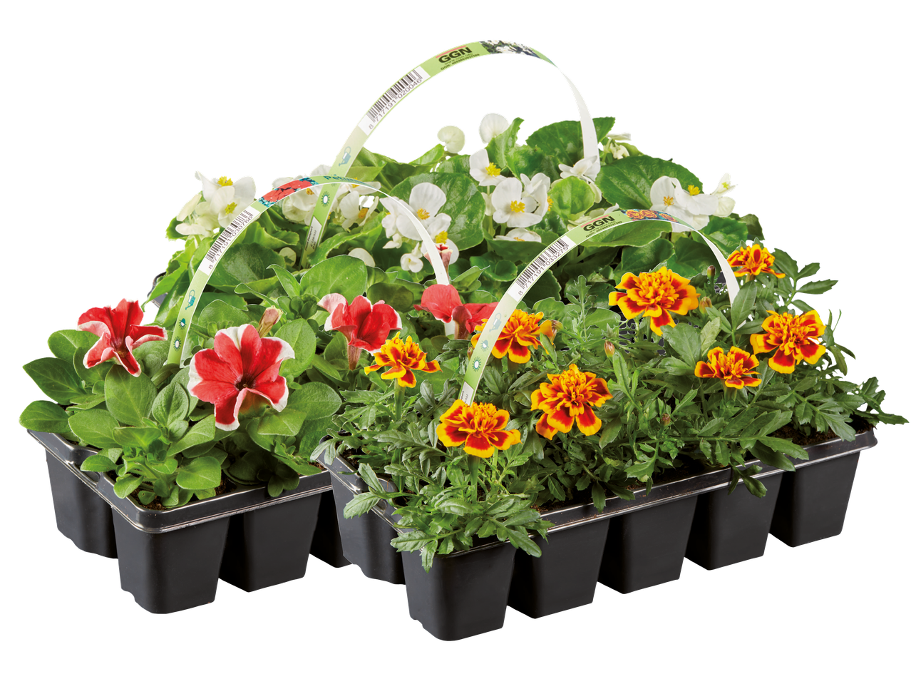 Blommor i krukor, inklusive vita begonior, röda petunior och orange tagetes, i en bärbar förpackning.