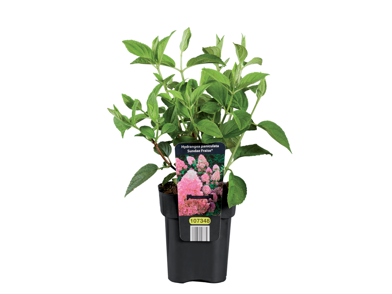 Hydrangea paniculata 'Sundae Fraise' in pot.
