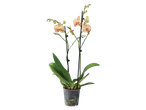 Uma bela orquídea em um vaso.