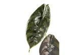 Duas folhas grandes de uma planta Alocasia
