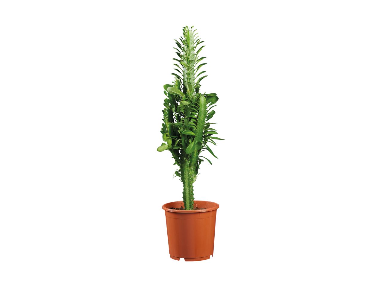 Tall green cactus plant in a brown pot.