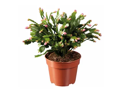 Óriás karácsonyi kaktusz*