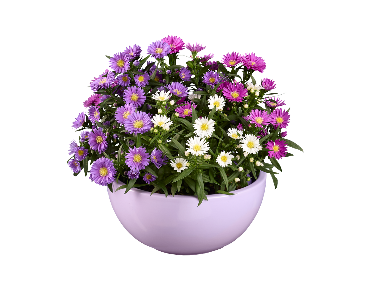 A lavender pot filled with purple, pink, and white aster flowers sits against a black background.