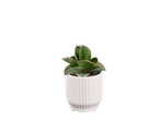 Planta suculenta Sansevieria em vaso branco.