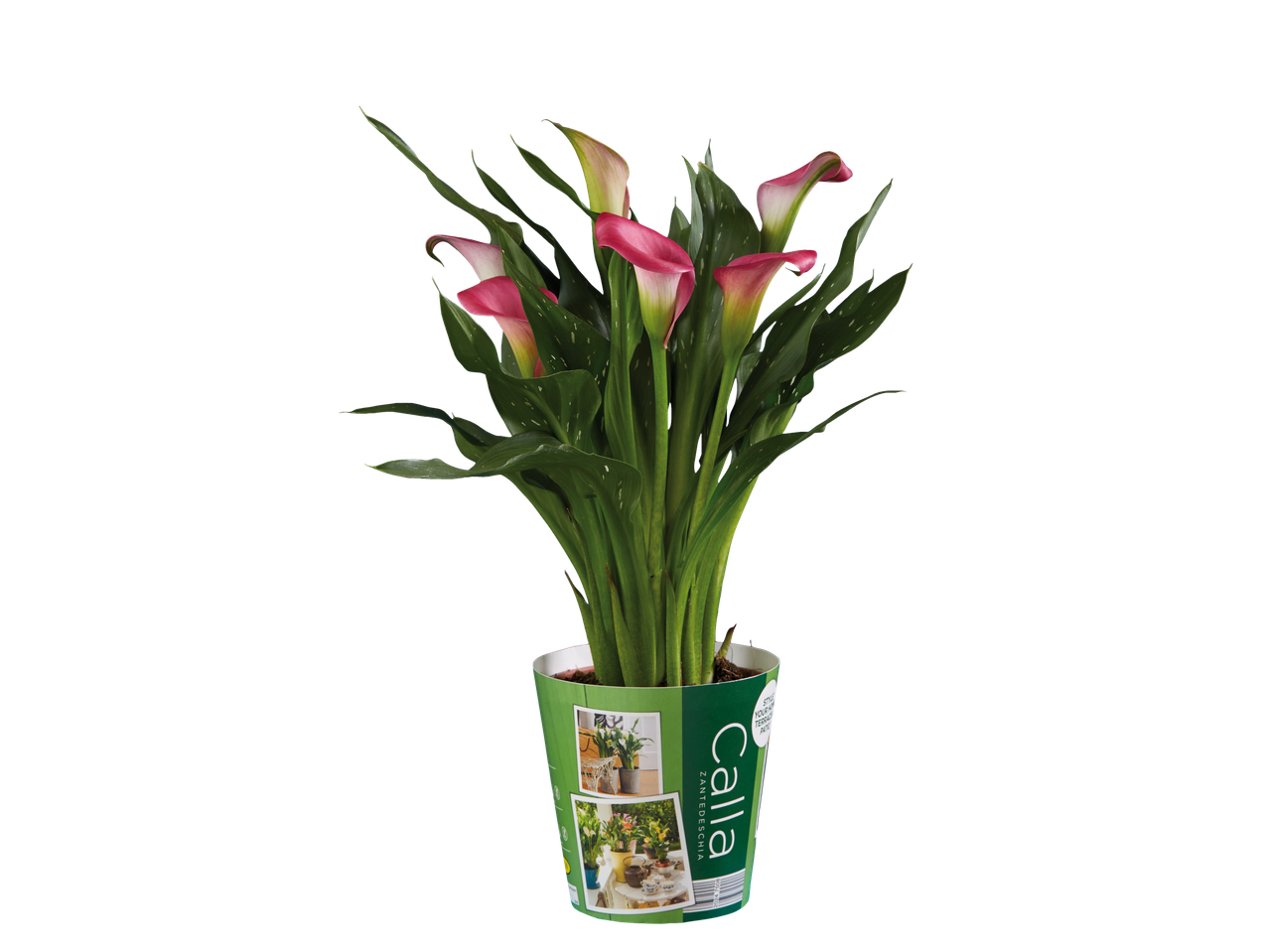 Een plant in een pot met roze calla lelies.