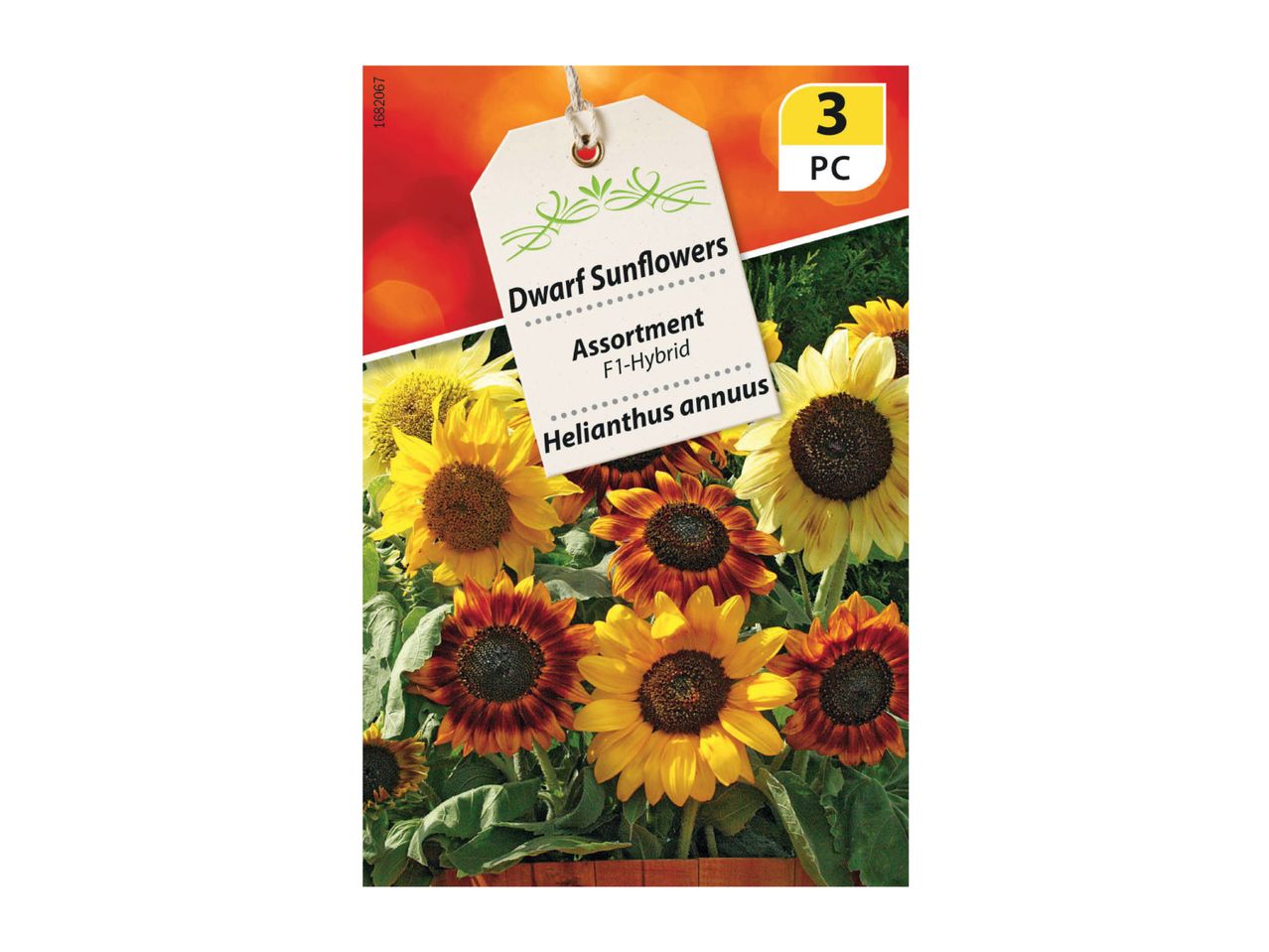Dwarf Sunflowers F1-Hybrid assortment, Helianthus annuus, 3 PC