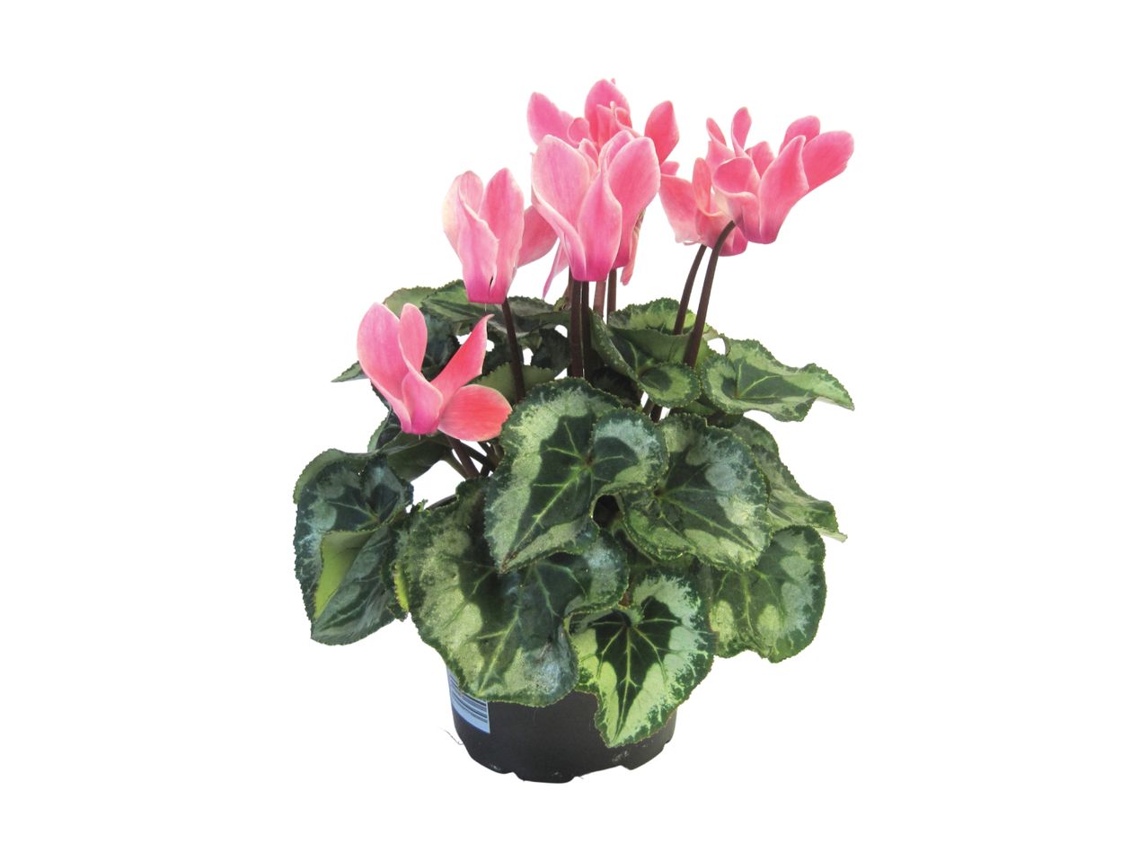 Pink cyclamen plant in a pot.