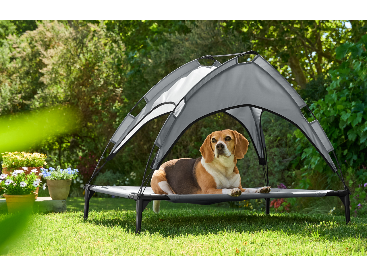 Câine beagle pe un pat înălțat Zoofari cu baldachin în aer liber.