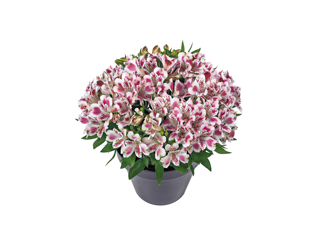 Alstroemeria in pot: roze en witte bloemen.