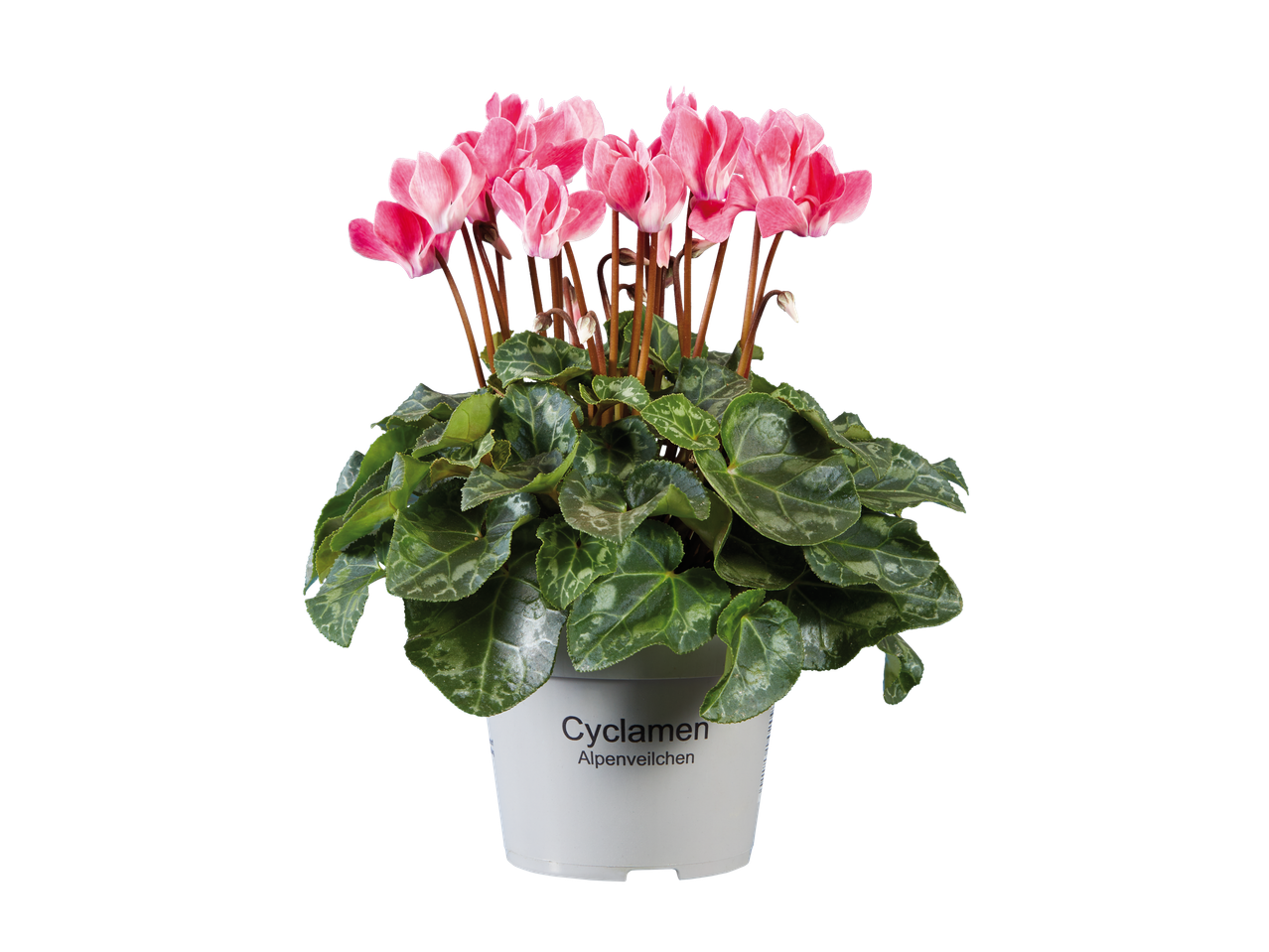 Roze cyclamen in een pot.