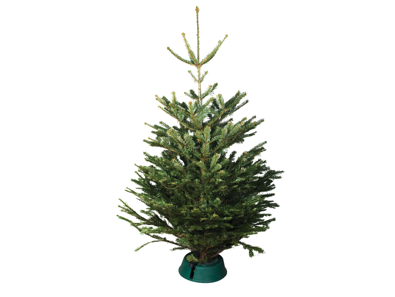 Kirstas kėnis, pastatytas žalioje Kalėdų eglutės pėdoje.