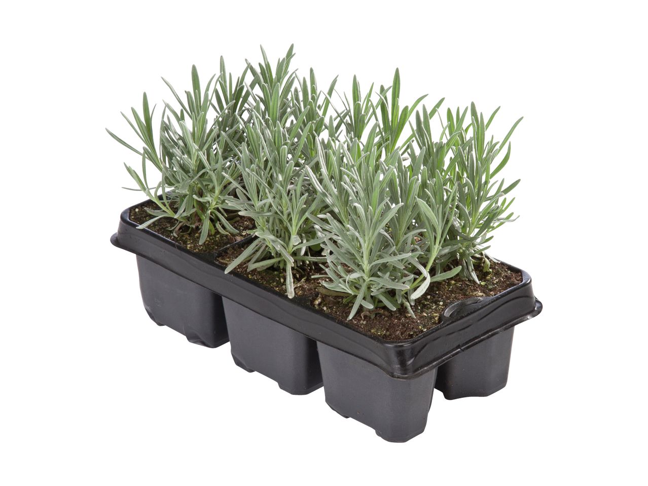 En sort plastikbakke med seks små lavendelplanter.