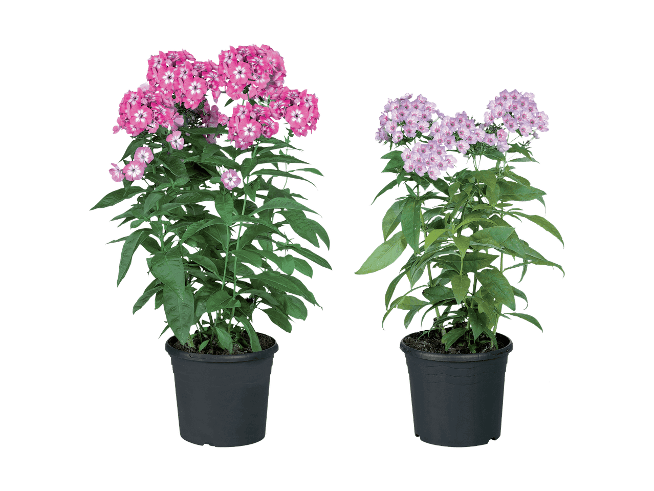 Deux plantes de phlox en pot avec des fleurs roses et lilas sur fond noir.