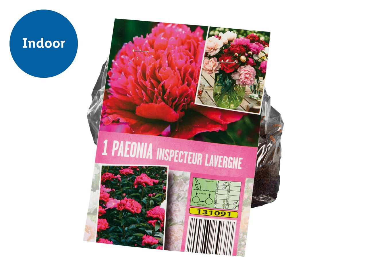 A package of 1 Paeonia Inspecteur Lavergne plant, labeled for indoor use, with planting instructions.