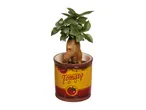 A small bonsai tree in a ceramic pot designed to look like a tomato soup can.