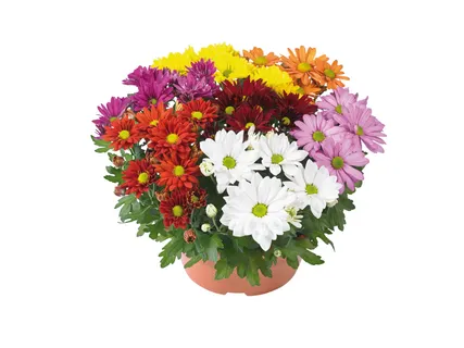 Chrysanthemen mehrfarbig