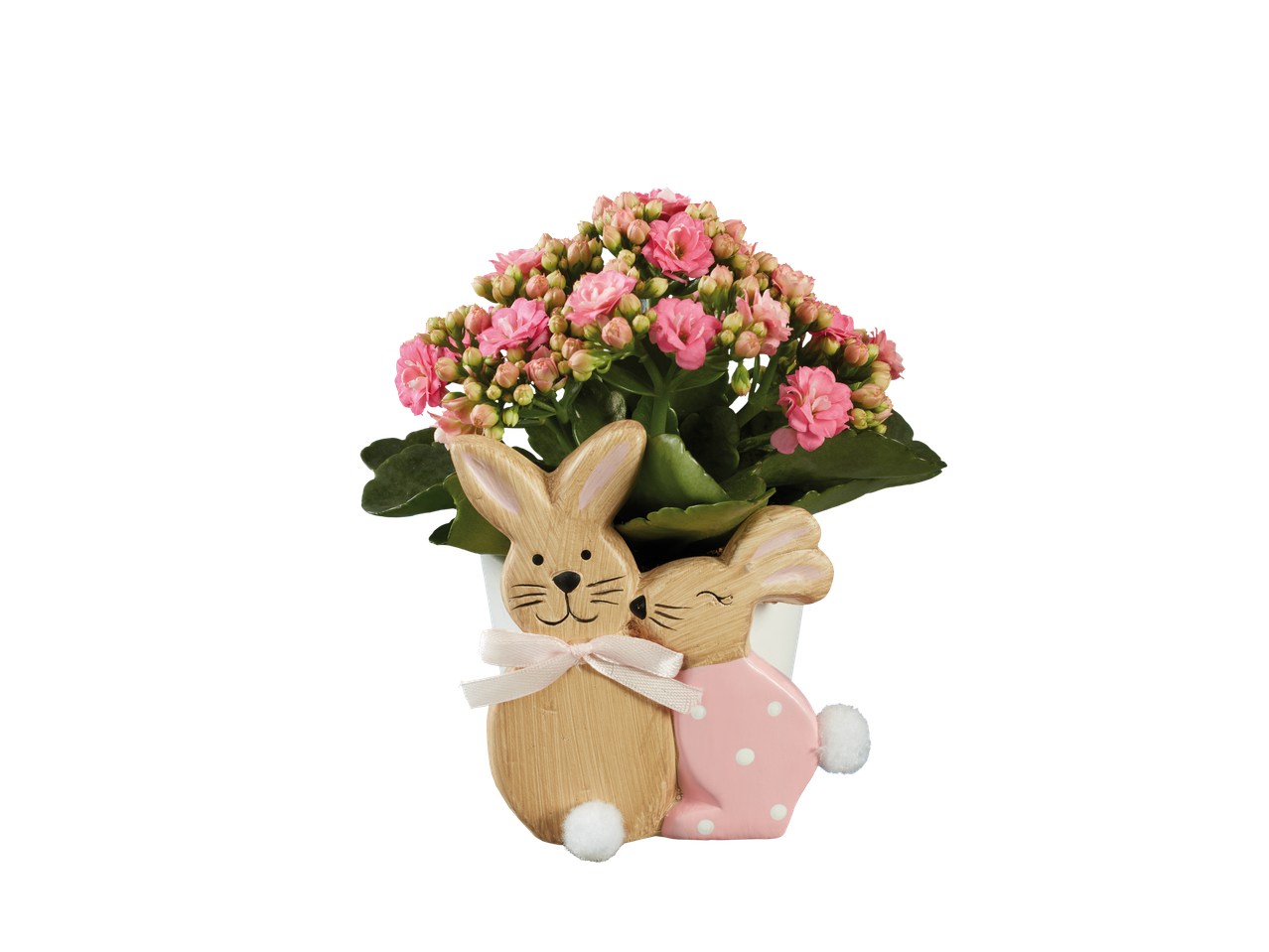 Flori roz de Kalanchoe într-o oală cu iepurași decorativi.