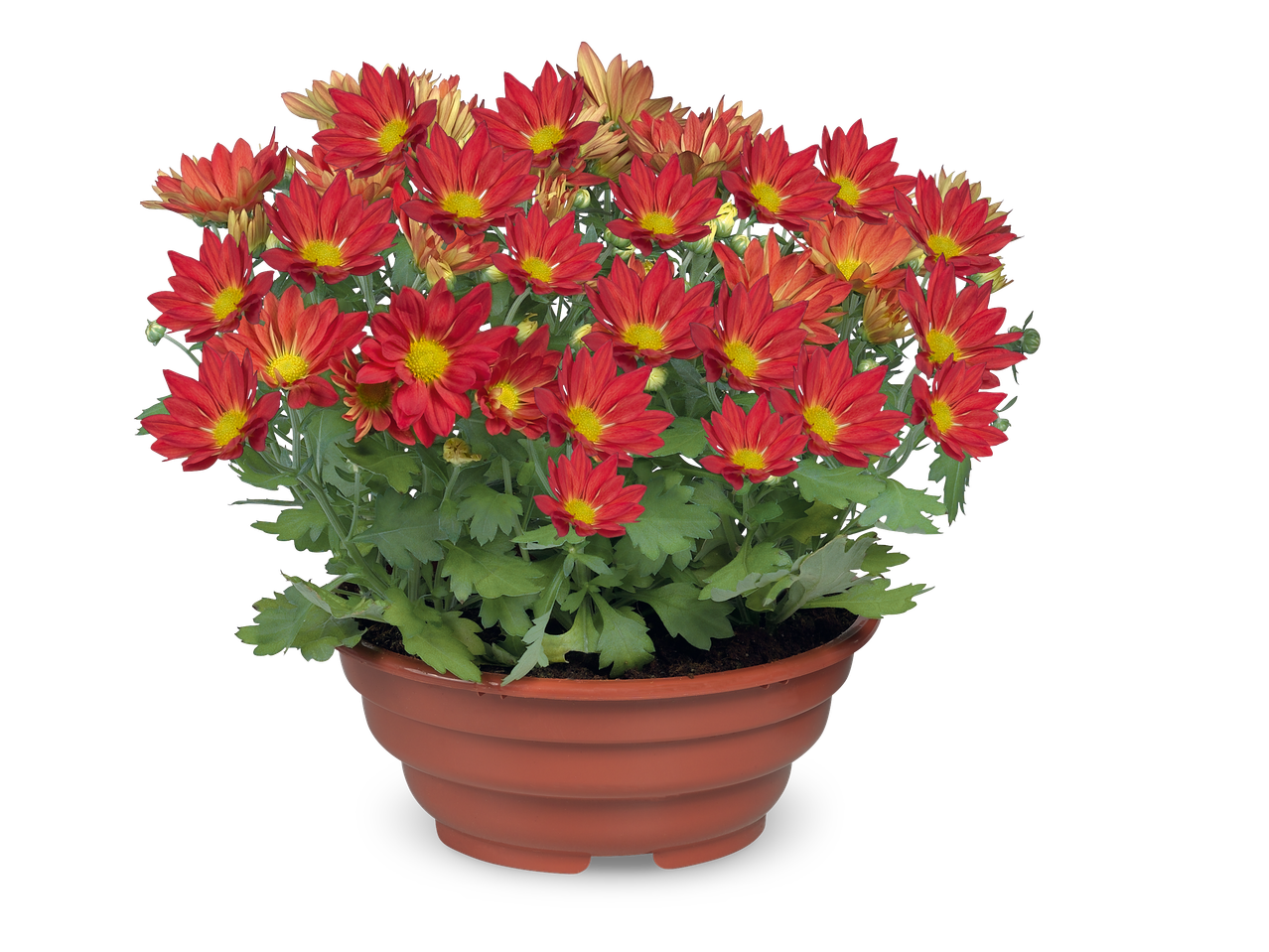 Een pot met rode en oranje chrysantenbloemen op een zwarte achtergrond.