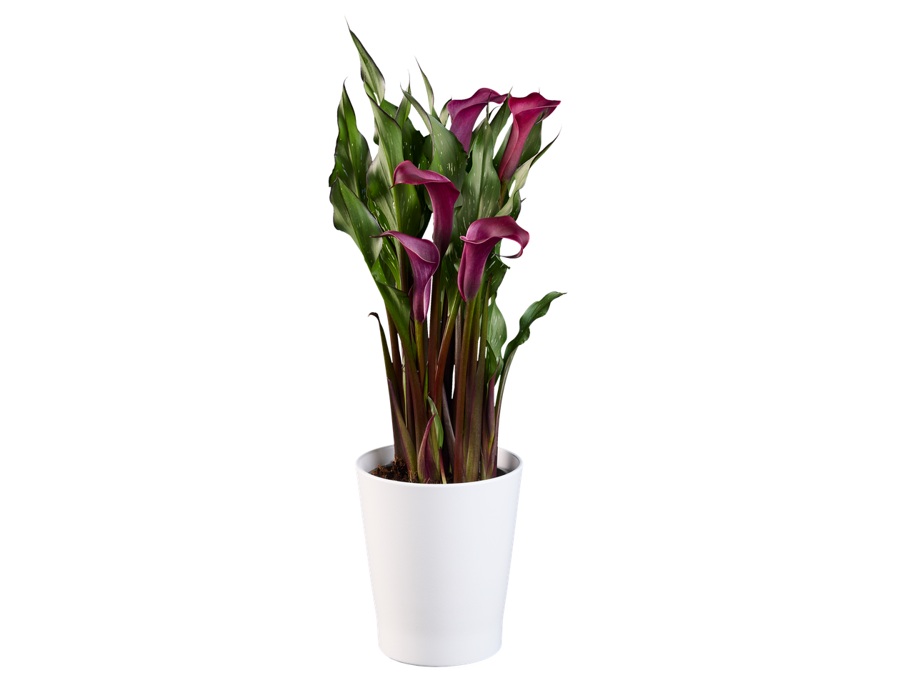 Pot blanc contenant plusieurs fleurs de calla pourpre foncé.