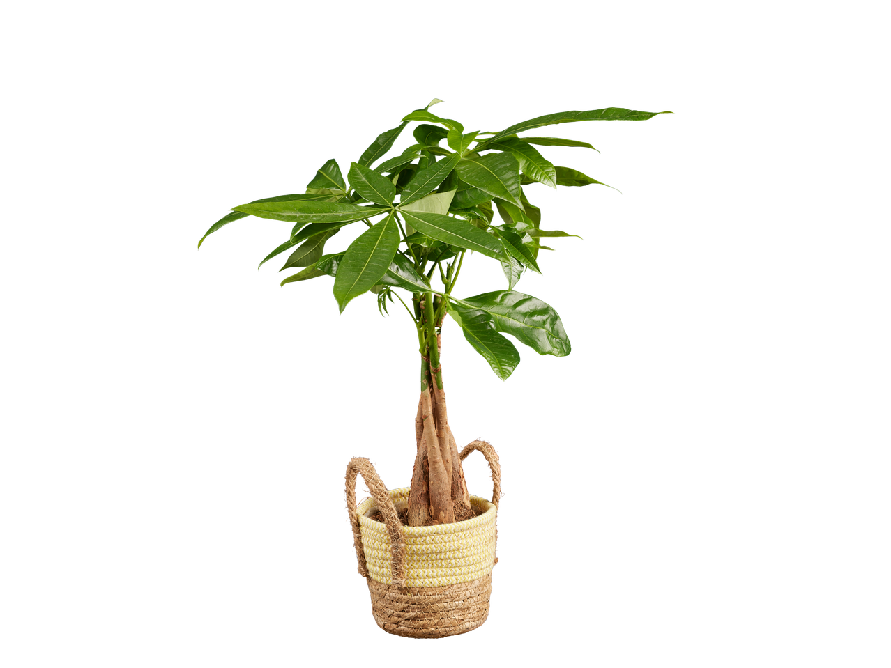 Биљка Пахира у плетеној корпи.