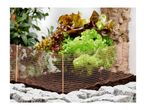 Fresh green and red lettuce growing in soil, protected by a copper mesh fence, with rocks in the foreground.
