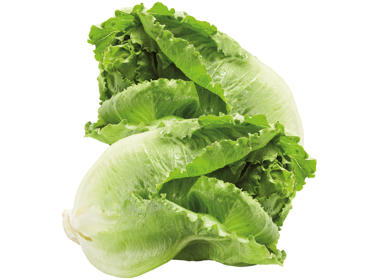 Två huvuden romansallad med daggdroppar