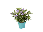 A potted Hebe plant with purple and white flowers on a black background.