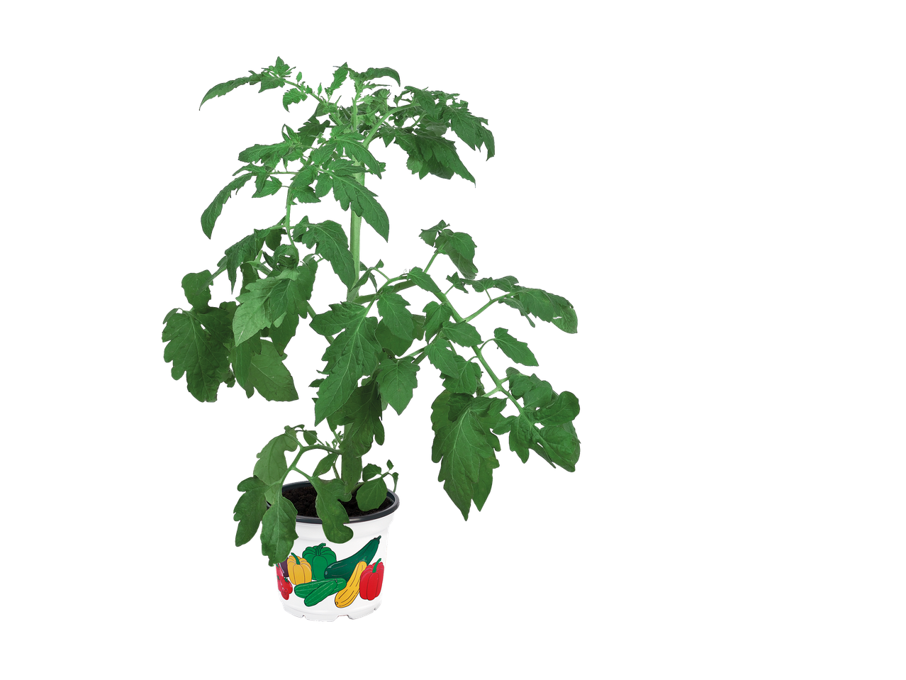 Tomatenplant in pot, versierd met groenten.