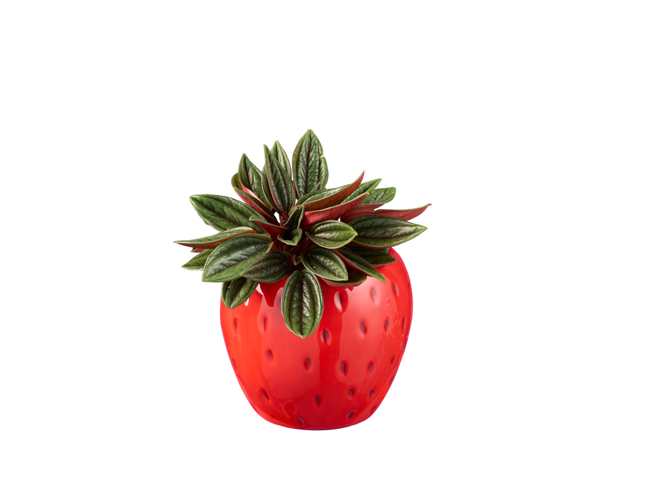 Planta Pilea peperomioides em um vaso vermelho em forma de morango.