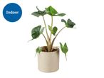 An indoor plant with large green leaves in a light-colored pot.