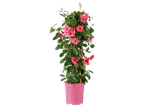 Dipladenia piramide met roze bloemen in een roze pot