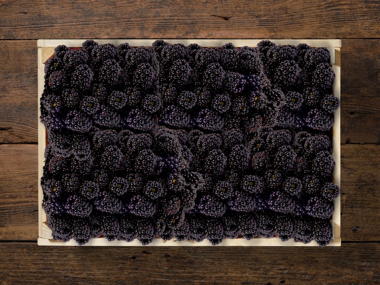 Schale mit frischen Brombeeren.