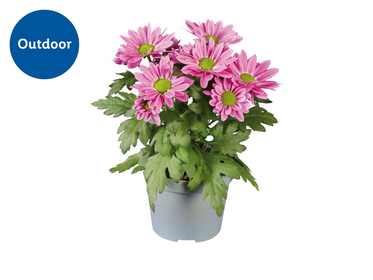 Outdoer artificial pink chrysanthemum plant in a gray pot.