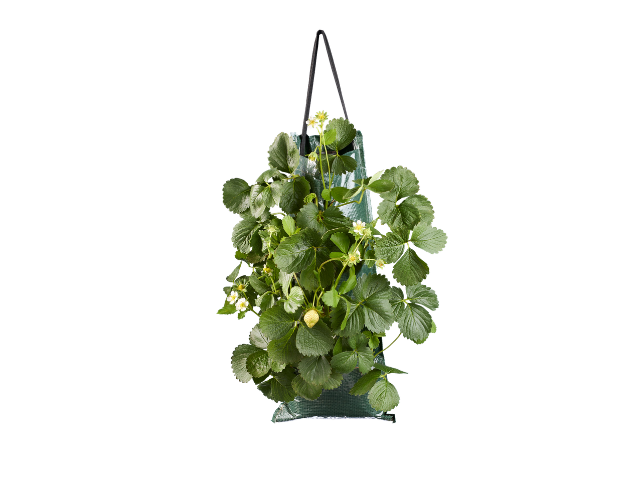Bloeiende aardbeienplant in een groene hangende plantzak