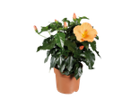 Potted hibiscus plant with orange flowers and buds on a black background.