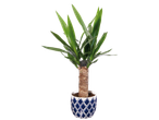 Indoor Yucca plant in a blue and white patterned ceramic pot