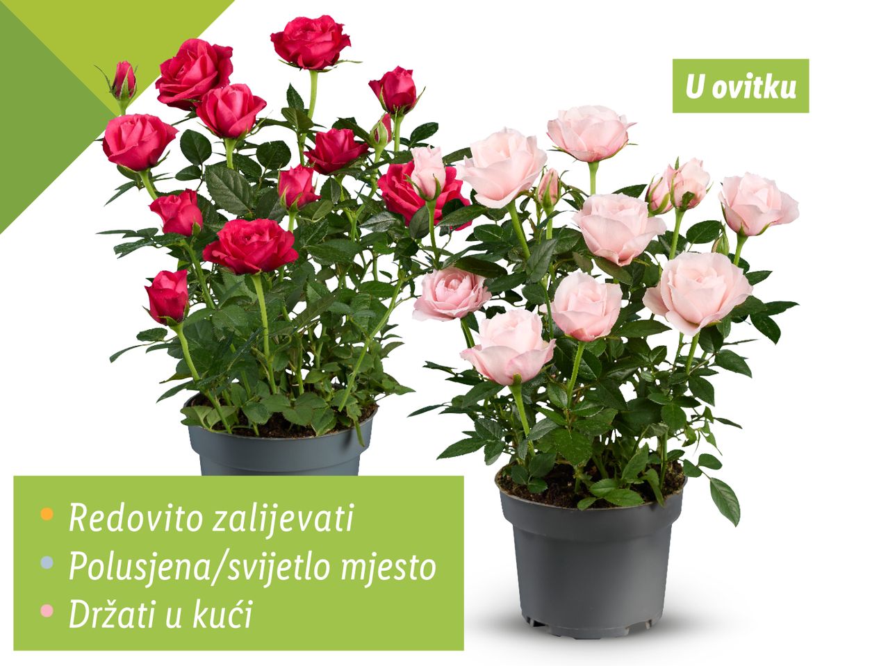 Dvije ukrasne ruže u saksijama, crvena i ružičasta.