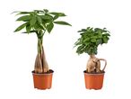 To potteplanter: en pengeplante med flettede stammer og en ginseng-fikus med en tyk stamme.