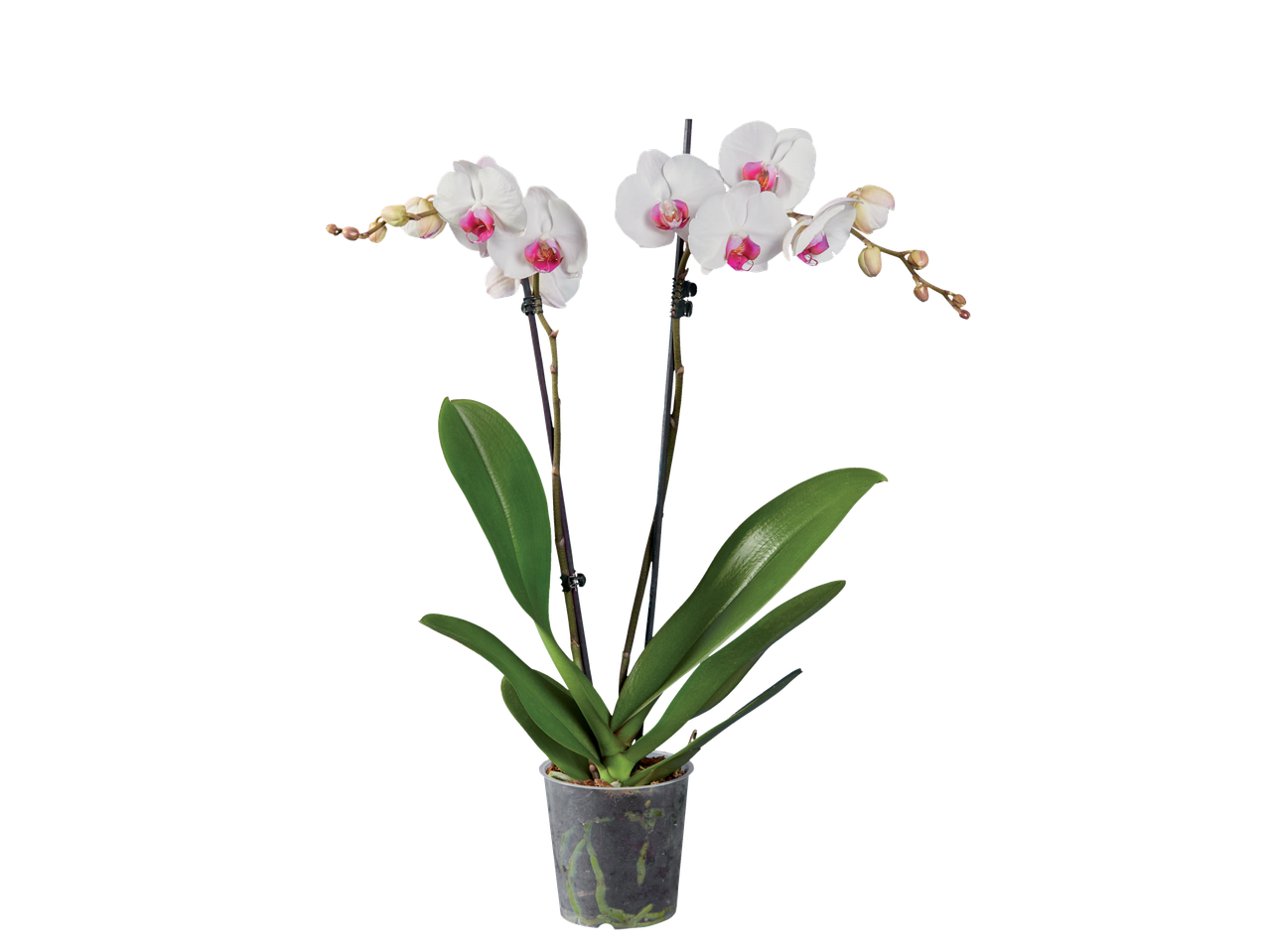 Witte orchidee in pot.